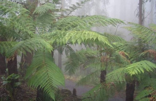 Mount Dandenong Cabin | Klara's Studio: Private rainforest with river