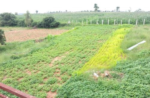Doddaballapur Other | Peacock Haven Agro-eco Tourism Farm