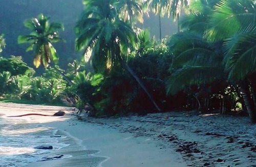Waya Island Resort | Private room ∙ 1 guest