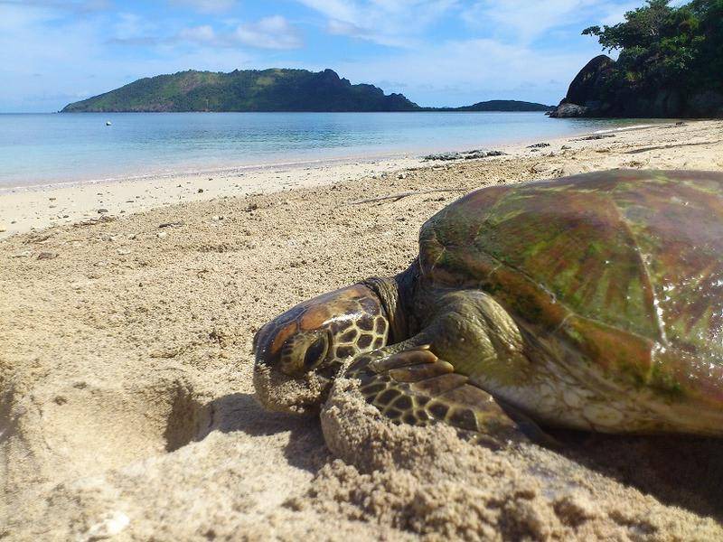 Photo of Others in Wayasewa Island