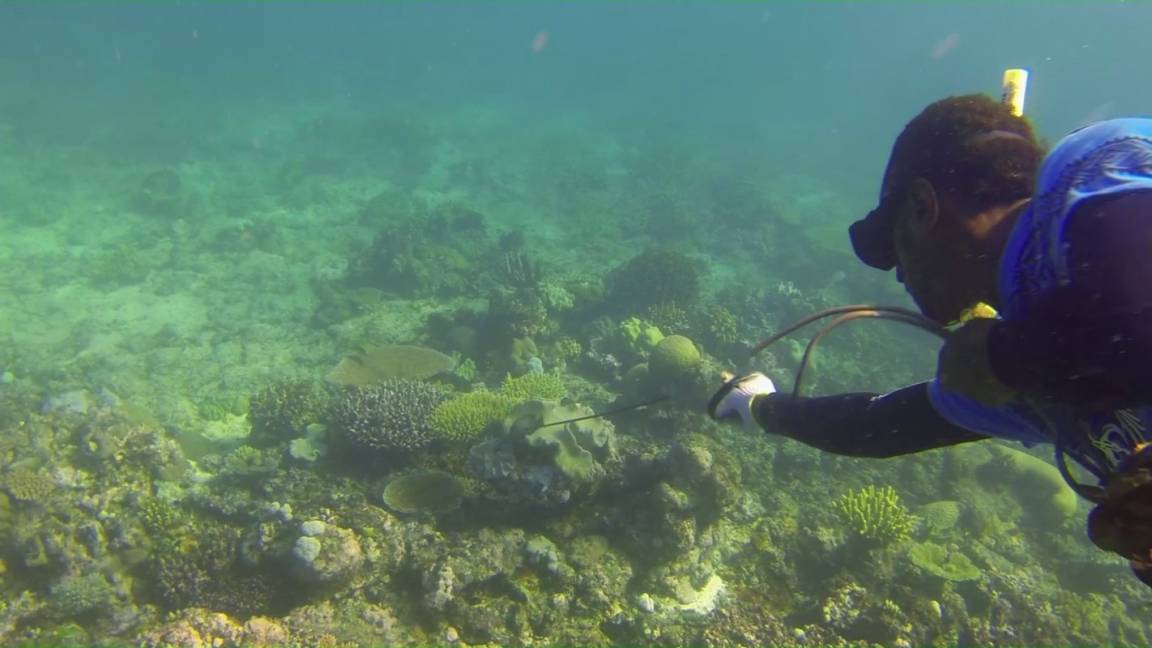 Photo of Others in Nacula Island