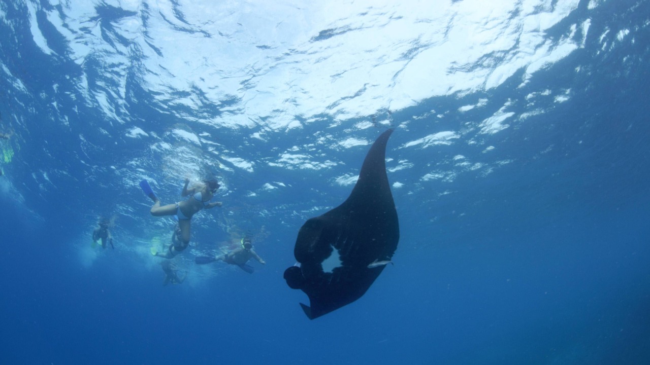 Photo of Others in Drawaqa Island
