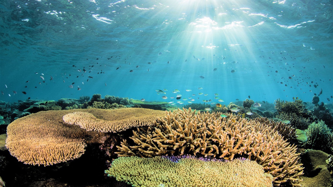 Photo of Others in Drawaqa Island