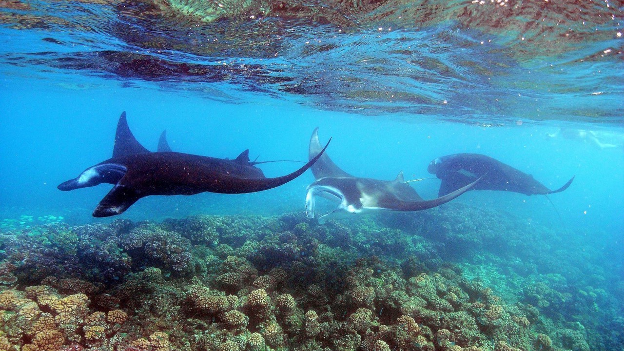 Photo of Others in Drawaqa Island