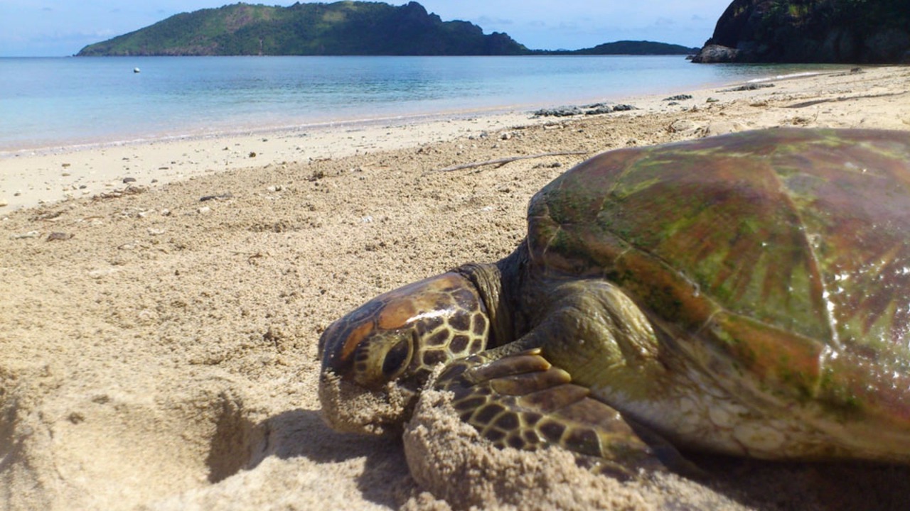 Photo of Others in Wayasewa Island