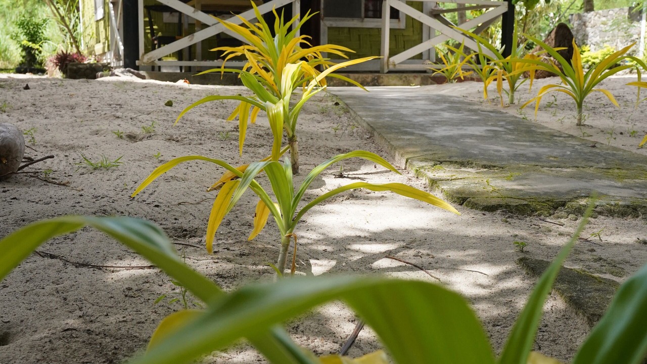 Photo of Patio Balcony in Naviti Island