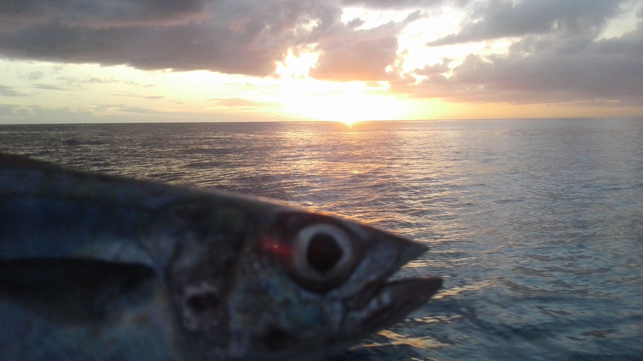Photo of Others in Wayasewa Island
