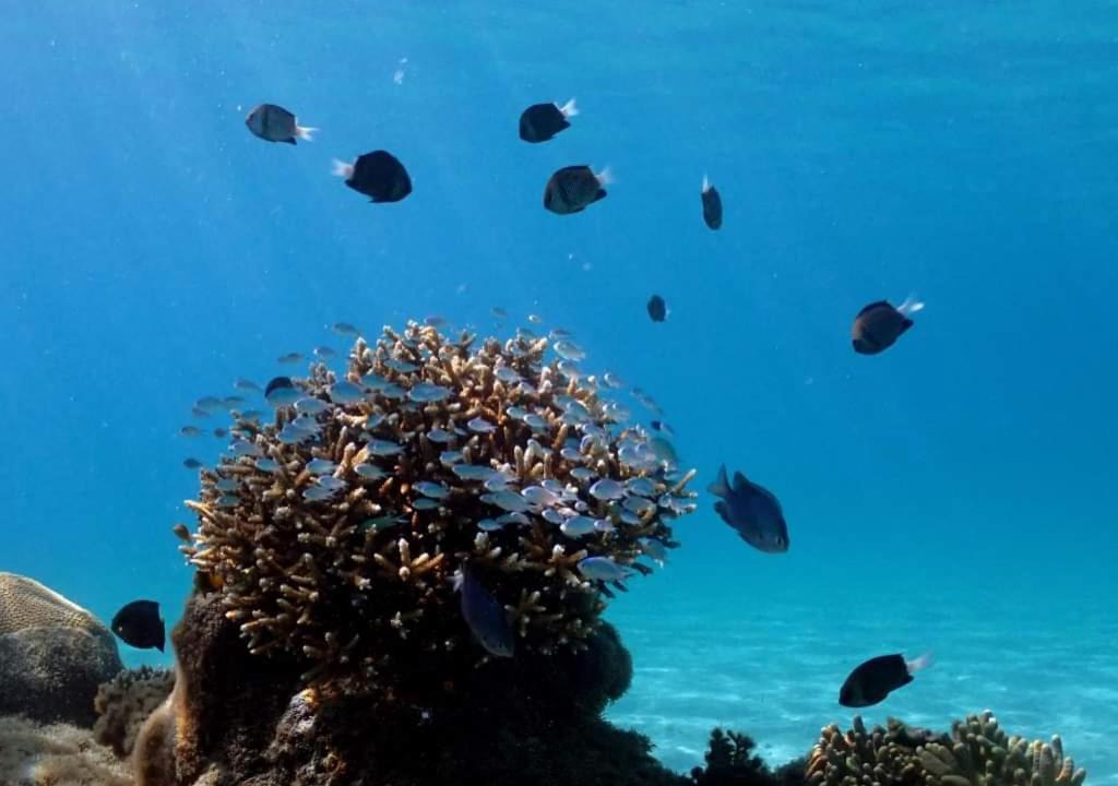 Photo of Others in Naviti Island
