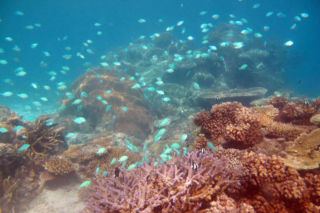Photo of Others in Nanuya Balavu Island